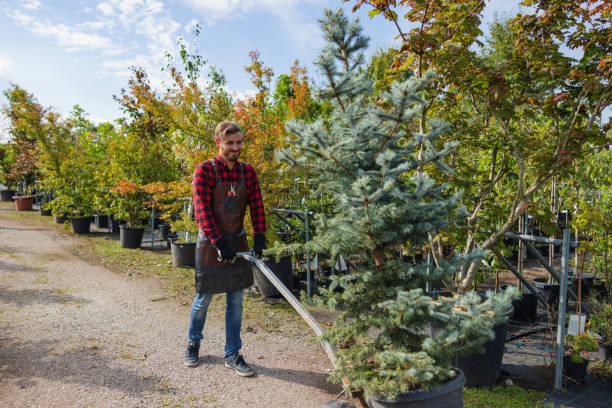 Best Tree Removal Services  in Lexington, IL